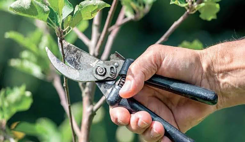 Meyve Ağaçlarında Budama kursu düzenlenecek