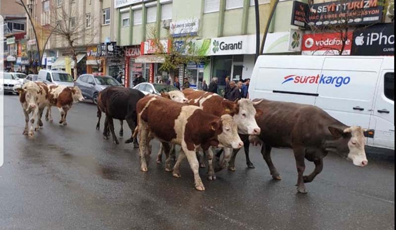 Başıboş gezen inekler için önlem alınmalı