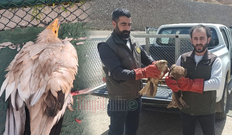 Bingöl`de yaralı bulunan akbaba ve Su Şahinleri tedavi altına alındı