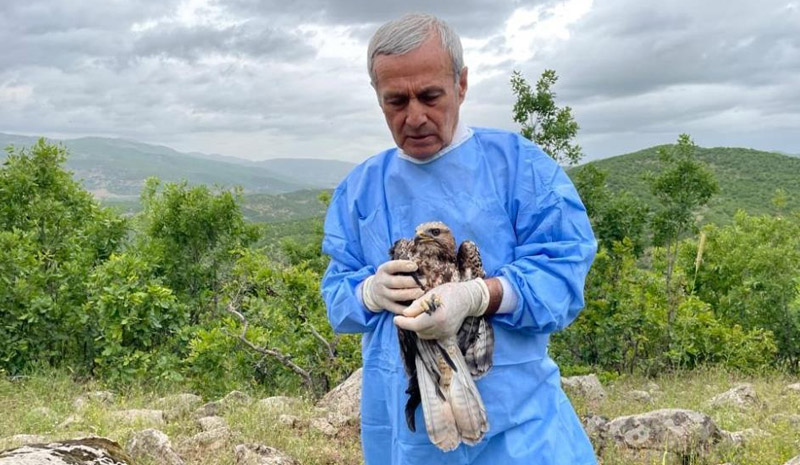 Kemik nakliyle sağlığına kavuşan şahin doğaya salındı