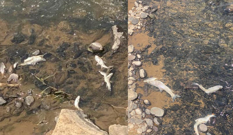 Bingöl`de Balık Ölümleri tedirgin etti