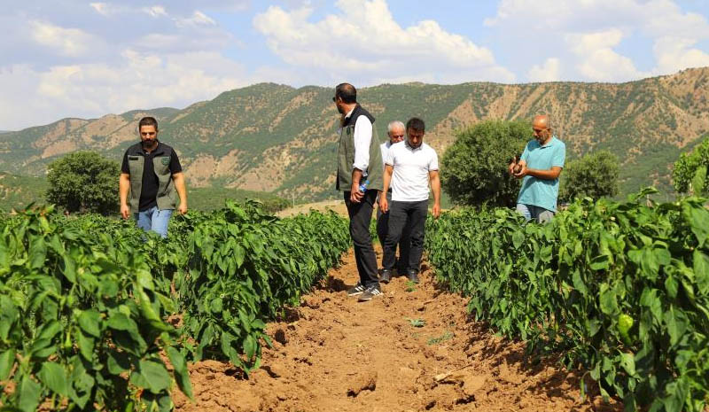 Sebze ve mısır tarlaları denetlendi