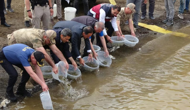 Bingöl`de 1 milyon yavru sazan baraj ve göletlere bırakıldı