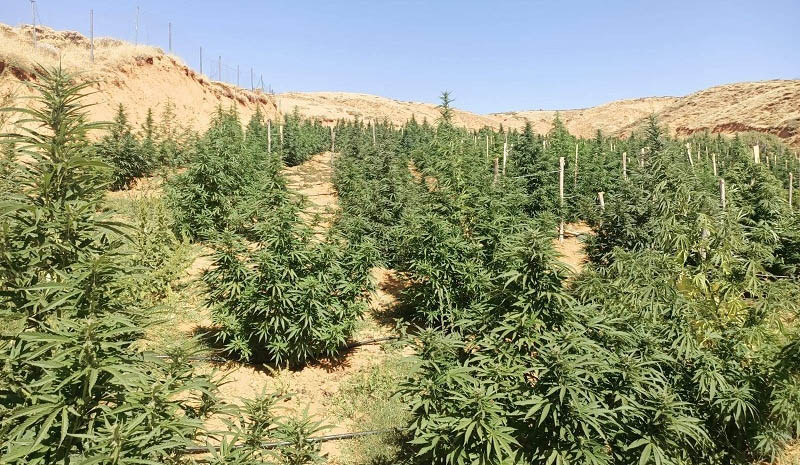 88 bin kök kenevir ele geçirildi