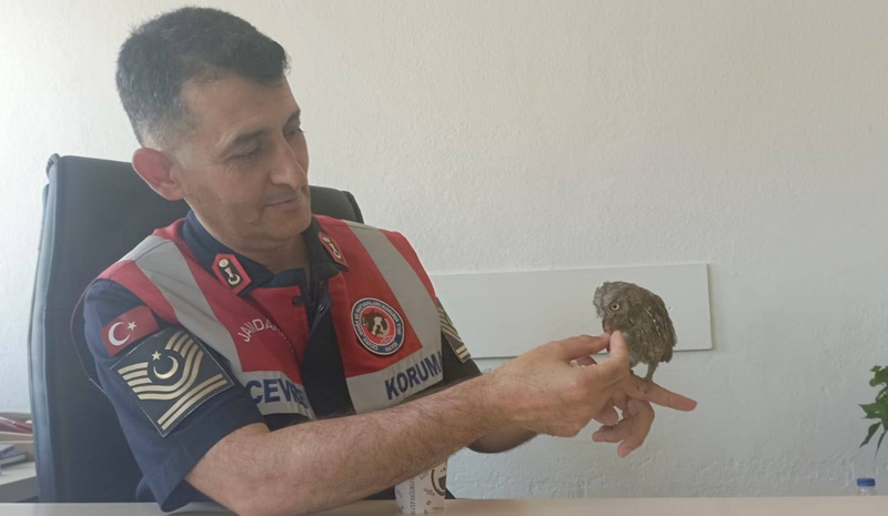 Adı ‘Baharat` konulan kuşu besleyip doğaya saldılar