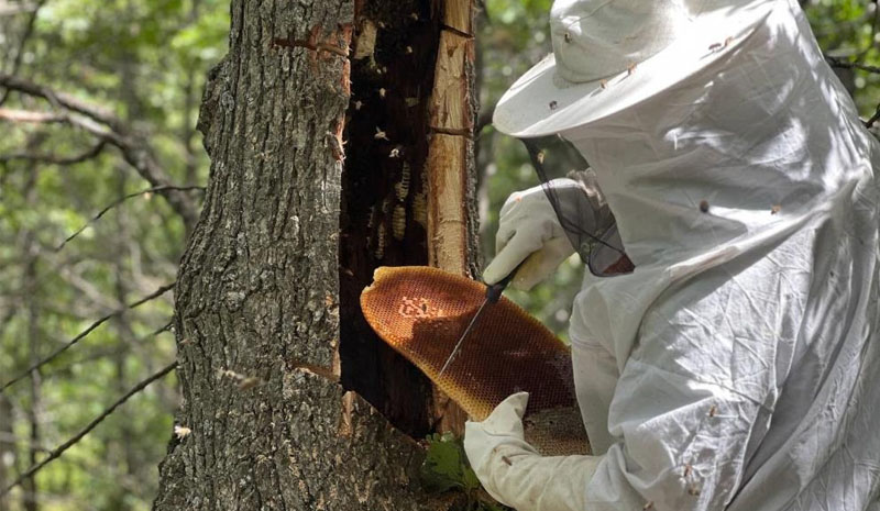 Bingöl`de `BAL AVCILARI` arı takibiyle doğal bala ulaşıyor