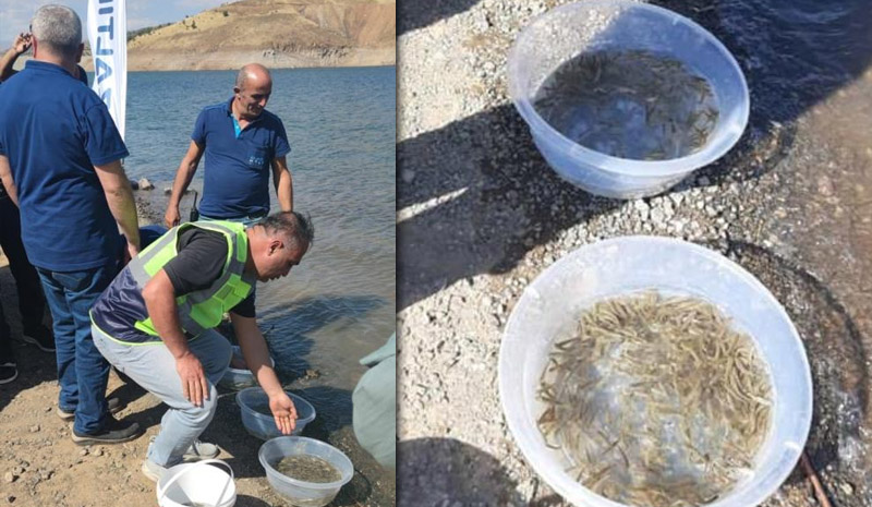 Yavru sirazlar Yukarı Kaleköy Baraj gölüne bırakıldı