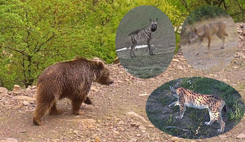 Bingöl`de yaban hayatı fotokapanlarda