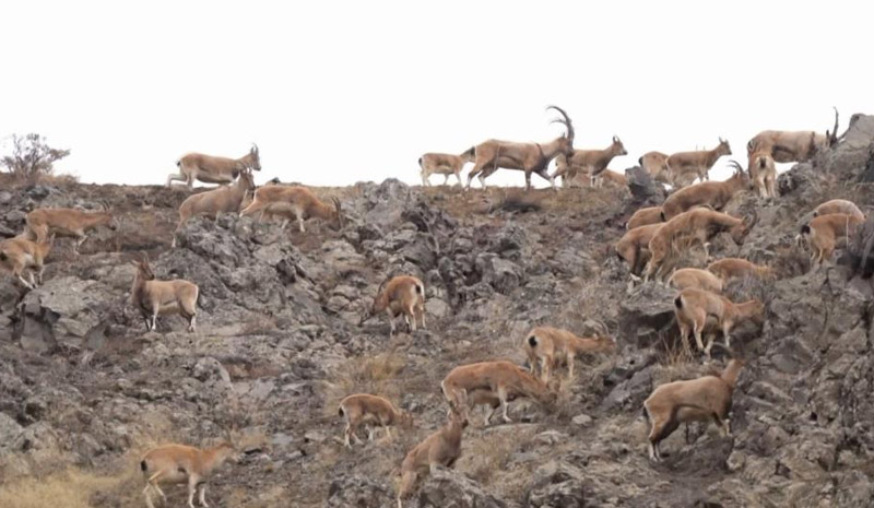 Bingöl`de dağ keçisi sürüsü doğal ortamında görüntülendi