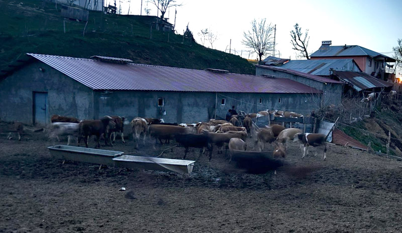 Ahırları mühürlendi, hayvanları telef oldu