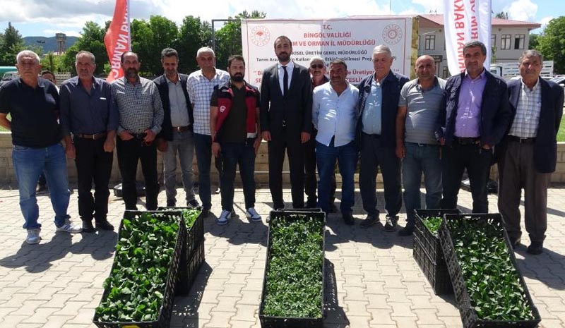 Çiftçiye 390 bin fide dağıtıldı