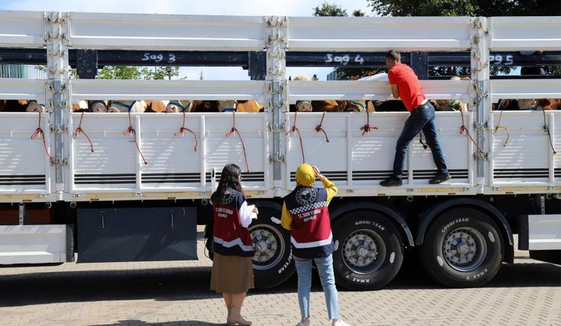 Bingöl`de kurbanlık sevkleri başladı