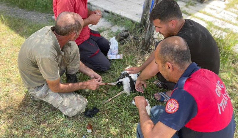 Yuvadan düşen yavru leyleklerin imdadına itfaiye ekipleri yetişti