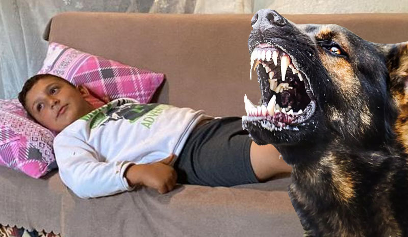 Bingöl`de başıboş köpekler 8 yaşındaki çocuğa saldırdı