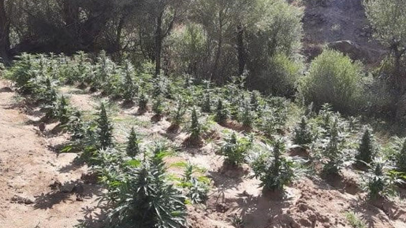 Bingöl`de kenevir ve skunk bitkisi ele geçirildi
