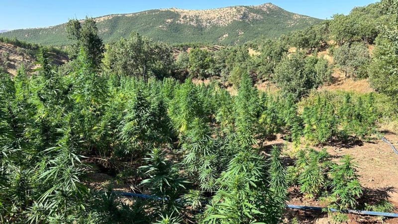 Bingöl`de 40 bin kök kenevir bitkisi ele geçirildi