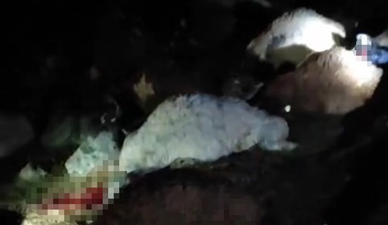 Bingöl`de yıldırım düştü! 30 hayvan telef oldu