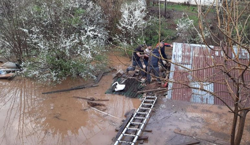 Bingöl`de sağanak etkisi! 38 hayvan telef oldu