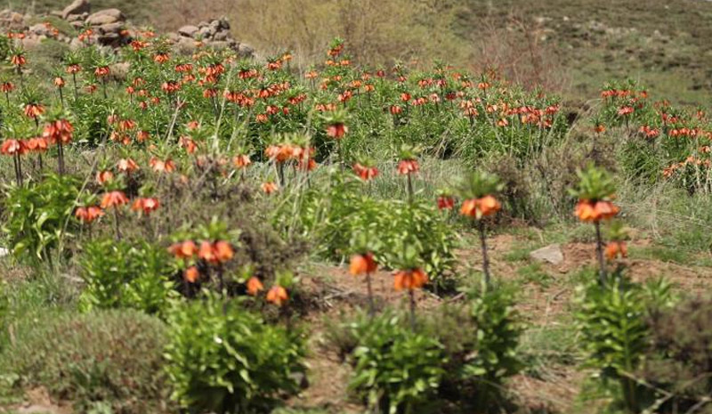 20 günlük ömre kıyanın cezası araba parası!