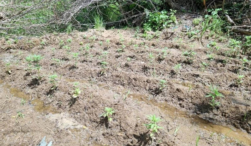 Bingöl`de 330 kök kenevir ele geçirildi