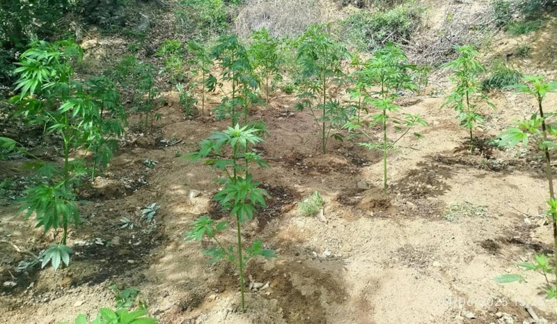 Bingöl`de 228 kök kenevir ele geçirildi