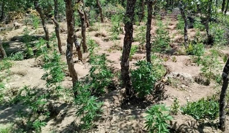 Bingöl`de yaklaşık 6 bin kök kenevir bitkisi ele geçirildi