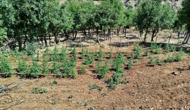 Bingöl`de 8 bin kök kenevir bitkisi ele geçirildi