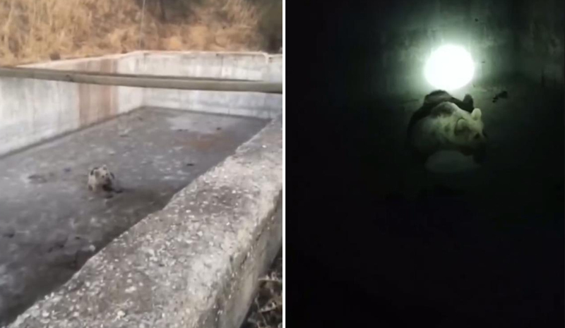 Yavru ayı havuzda mahsur kaldı!