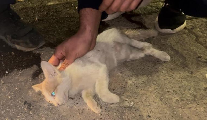 Bingöl`de itfaiye personelinden kediyi kurtarmak için kalp masajı