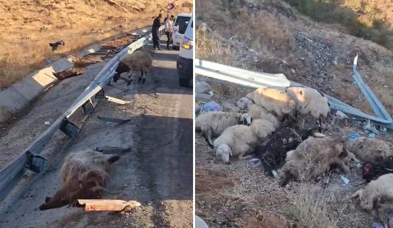 Bingöl`de hayvan taşıyan kamyon şarampole yuvarlandı