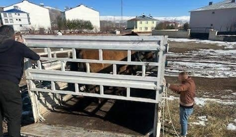 Binek hayvanlar donmasınlar diye toplatıldılar
