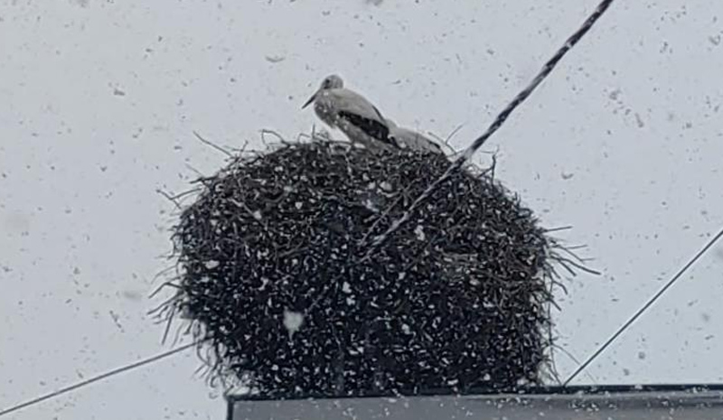 Bingöl`e erken gelen leylekler kara yakalandı