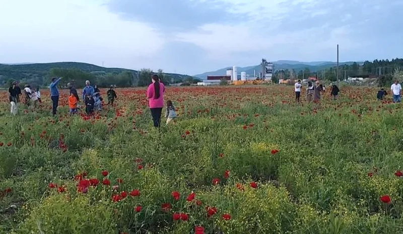 Bingöl`de gelincik tarlası ilgi odağına dönüştü