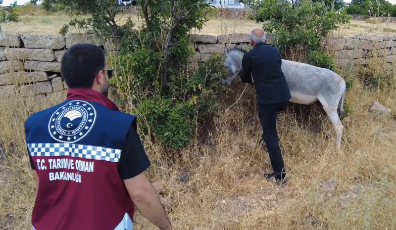 Bingöl`de 68 hayvan toplandı