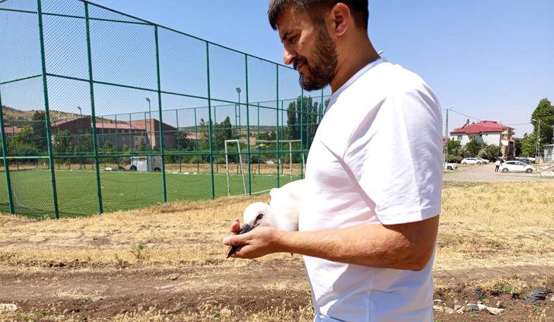 Yuvadan defalarca düştü, doğaya bırakılarak kurtarıldı