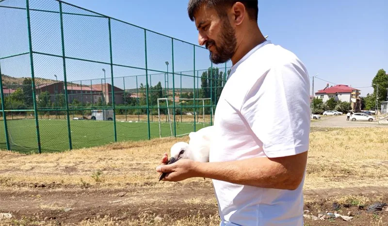 Yuvadan defalarca düştü, doğaya bırakılarak kurtarıldı
