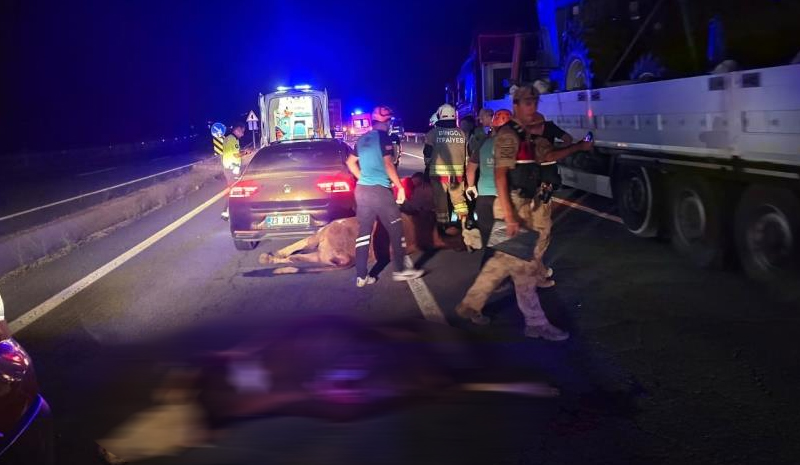 Bingöl`de otomobil ineklere çarptı: 2 kişi yaralandı