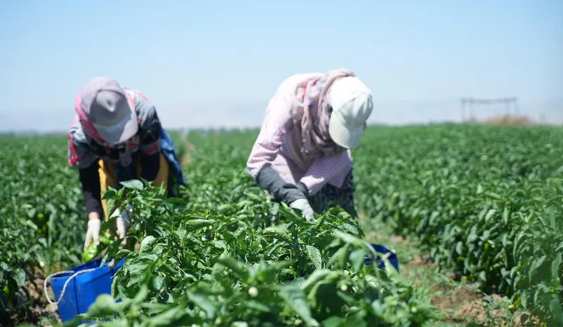 Bingöl`de Fideler Daha Yeni Çiçek Açtı, Komşuda Hasat Başladı