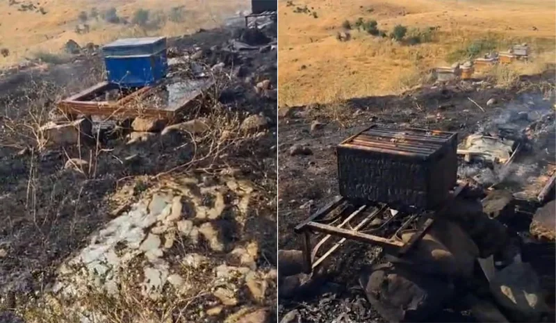 ‘Arı kovanları ateşe verildi` iddiası