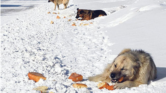 Aç kalan köpekler vatandaşlara saldırdı