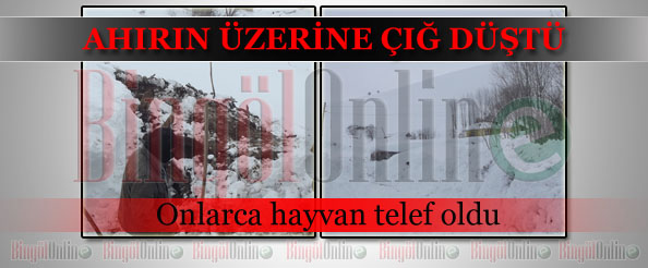 Ahırın üzerine çığ düştü