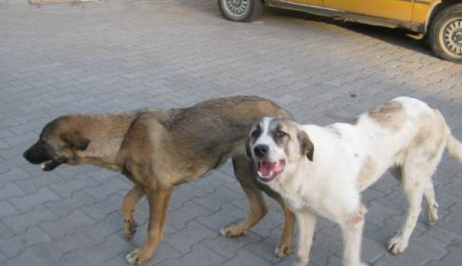 Başıboş sokak köpekleri korkutuyor