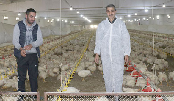 Bingöl`de 2 milyon canlı tavuk üretiliyor