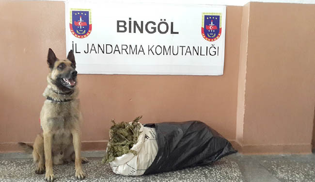 Bingöl`de 9 kilo esrar yakalandı