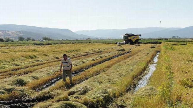 Bingöl`de çeltik ekim müracaatları başladı