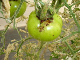 Bingöl`de domates güvesine rastlanmamıştır