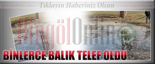 Binlerce balık telef oldu