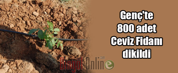 Genç`te 800 adet ceviz fidanı dikildi