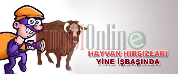 Hayvan hırsızları yine iş başında