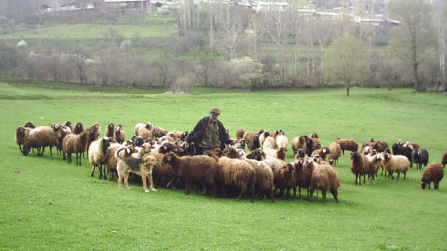 Hayvancılık çalıştayı bugün yapılacak